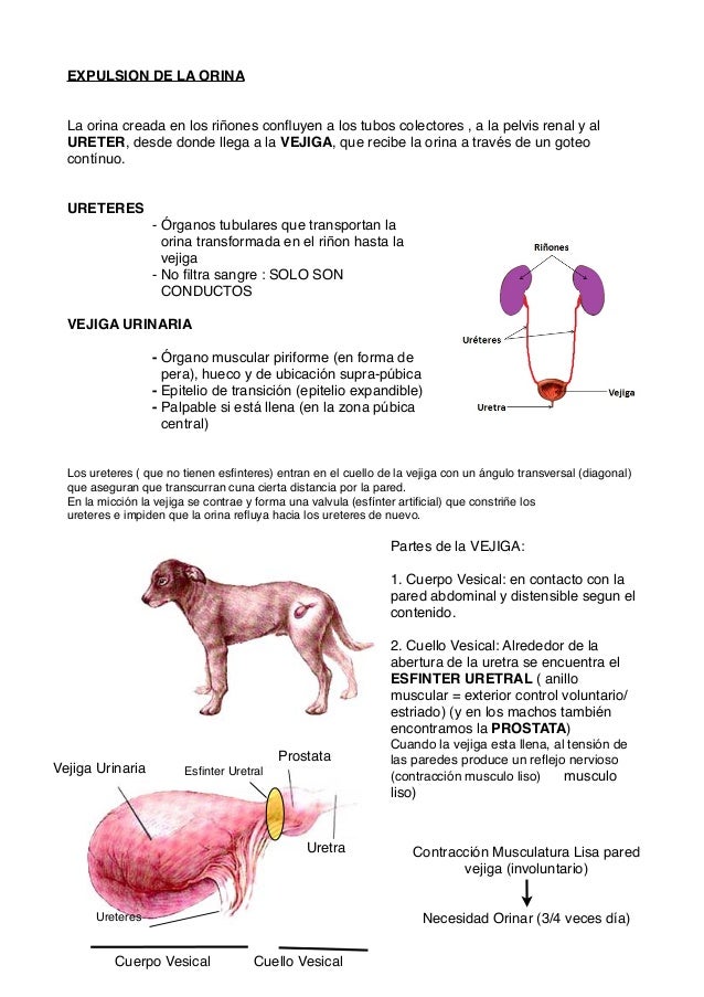 Infección De Orina En Perros Causas Mi Perro No Orina Y Tiene La Vejiga Llena - Noticias del Perro