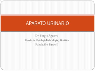 APARATO URINARIO

          Dr. Sergio Aguirre
Cátedra de Histología Embriología y Genética
          Fundación Barceló
 
