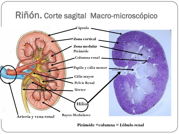 Aparato Urinario (Histología - Dr. Aguirre)