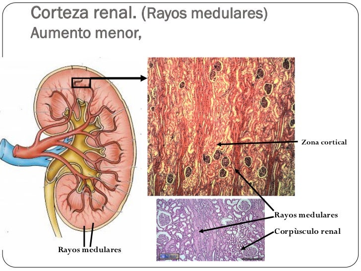 Aparato Urinario (Histología - Dr. Aguirre)