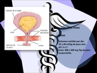 ORINA
Volumen emitido por día:
25 a 40 ml/kg de peso vivo.
pH: 5 a 7.
Urea: 300 a 400 mg /kg de peso
corporal/día.
EN EL PERRO
 