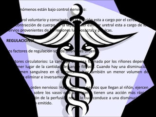 Estos fenómenos están bajo control nervioso:
El control voluntario y consciente de la micción esta a cargo por el cerebro .
La contracción de cuerpo de la vejiga y del esfínter uretral esta a cargo de los
nervios provenientes de las regiones lumbosacras y pélvicas.
REGULACIONES
Los factores de regulación son de diferentes ordenes.
oFactores circulatorios: La cantidad de orina formada por los riñones depende
en primer lugar de la cantidad de sangre filtrada. Cuando hay una disminución
de volumen sanguíneo en el organismo, hay también un menor volumen de
orina para eliminar e inversamente.
oFactores de orden nervioso: Hay numeroso nervios que llegan al riñón, ejercen
una influencia sobre los vasos que lo irrigan y tienen una acción más rápida
sobre la reducción de la perfusión renal, lo cual conduce a una disminución del
volumen urinario emitido.
 