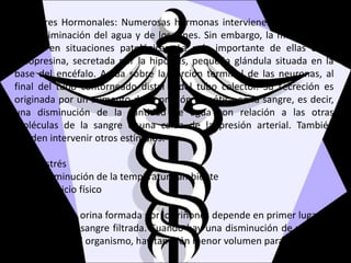 oFactores Hormonales: Numerosas hormonas intervienen en el control
de la eliminación del agua y de los iones. Sin embargo, la mayoría solo
actúan en situaciones patológicas. La más importante de ellas es la
vasopresina, secretada por la hipófisis, pequeña glándula situada en la
base del encéfalo. Actúa sobre la porción terminal de las neuronas, al
final del tubo contorneado distal y del tubo colector. Su secreción es
originada por un aumento de la presión osmótica en la sangre, es decir,
una disminución de la cantidad de agua con relación a las otras
moléculas de la sangre o una caída de la presión arterial. También
pueden intervenir otros estímulos:
Estrés
Disminución de la temperatura ambiente
Ejercicio físico
La cantidad de orina formada por los riñones depende en primer lugar de
la cantidad de sangre filtrada. Cuando hay una disminución de volumen
sanguíneo en el organismo, hay también menor volumen para eliminar.
 