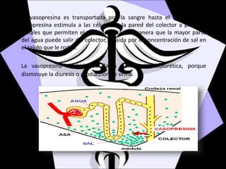 La vasopresina es transportada por la sangre hasta el riñón, allí la
vasopresina estimula a las células de la pared del colector a producir
canales que permiten el paso de agua, de manera que la mayor parte
del agua puede salir del colector, atraída por la concentración de sal en
el tejido que le rodea.
La vasopresina también se llama hormona antidiurética, porque
disminuye la diuresis o producción de orina.
 