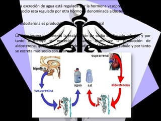 Si la excreción de agua está regulada por la hormona vasopresina, la excreción
de sodio está regulado por otra hormona denominada aldosterona.
La aldosterona es producida por la glándula adrenal
La aldosterona incrementa la reabsorción de sodio del líquido tubular, y por
tanto disminuye su excreción. Cuando disminuye la producción de
aldosterona, queda más cantidad de sodio en el interior del túbulo y por tanto
se excreta más sodio con la orina.
 