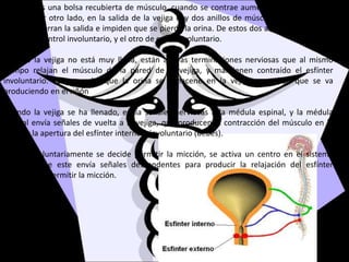 La vejiga es una bolsa recubierta de músculo, cuando se contrae aumenta la presión en su
interior. Por otro lado, en la salida de la vejiga hay dos anillos de músculo, que cuando se
contraen cierran la salida e impiden que se pierda la orina. De estos dos anillos o esfínteres,
uno es de control involuntario, y el otro de control voluntario.
Cuando la vejiga no está muy llena, están activas terminaciones nerviosas que al mismo
tiempo relajan el músculo de la pared de la vejiga, y mantienen contraído el esfínter
involuntario. Esto permite que la orina se almacene en la vejiga a medida que se va
produciendo en el riñón
Cuando la vejiga se ha llenado, envía señales nerviosas a la médula espinal, y la médula
espinal envía señales de vuelta a la vejiga, que producen la contracción del músculo en la
pared y la apertura del esfínter interno o involuntario (bebes).
Cuando voluntariamente se decide permitir la micción, se activa un centro en el sistema
nervioso que este envía señales descendentes para producir la relajación del esfínter
voluntario y permitir la micción.
 