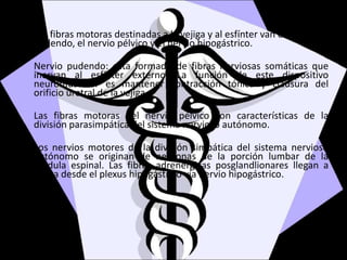 Las fibras motoras destinadas a la vejiga y al esfínter van en el nervio
pudendo, el nervio pélvico y el nervio hipogástrico.
Nervio pudendo: esta formado de fibras nerviosas somáticas que
inervan al esfínter externo. La función de este dispositivo
neuromuscular es mantener contracción tónica y clausura del
orificio uretral de la vejiga.
Las fibras motoras del nervio pélvico son características de la
división parasimpática del sistema nervioso autónomo.
Los nervios motores de la división simpática del sistema nervioso
autónomo se originan de neuronas de la porción lumbar de la
medula espinal. Las fibras adrenérgicas posglandlionares llegan a
vejiga desde el plexus hipogástrico vía nervio hipogástrico.
 