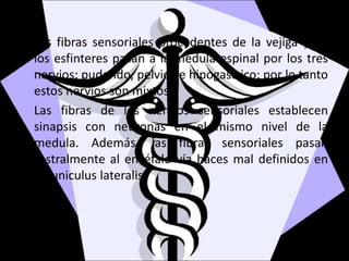 Las fibras sensoriales procedentes de la vejiga y de
los esfinteres pasan a la medula espinal por los tres
nervios: pudendo, pelvico e hipogastrico; por lo tanto
estos nervios son mixtos.
Las fibras de los nervios sensoriales establecen
sinapsis con neuronas en el mismo nivel de la
medula. Además, las fibras sensoriales pasan
rostralmente al encéfalo vía haces mal definidos en
el funiculus lateralis.
 