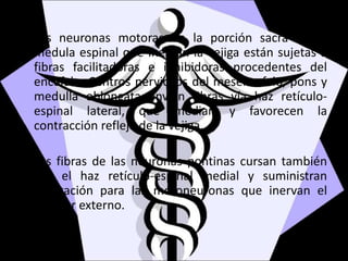 Las neuronas motoras de la porción sacra de la
medula espinal que inervan la vejiga están sujetas a
fibras facilitadoras e inhibidoras procedentes del
encefalo. Centros nerviosos del mesencefalo, pons y
medulla oblongata envían fibras vía haz retículo-
espinal lateral, que median y favorecen la
contracción refleja de la vejiga.
Las fibras de las neuronas pontinas cursan también
por el haz retículo-espinal medial y suministran
facilitación para las motoneuronas que inervan el
esfínter externo.
 