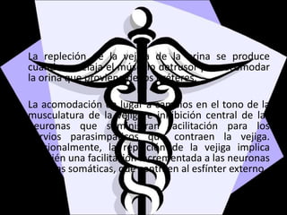 La repleción de la vejiga de la orina se produce
cuando se relaja el músculo detrusor para acomodar
la orina que proviene de los uréteres.
La acomodación da lugar a cambios en el tono de la
musculatura de la vejiga e inhibición central de las
neuronas que suministran facilitación para los
nervios parasimpáticos que contraen la vejiga.
Adicionalmente, la repleción de la vejiga implica
también una facilitación incrementada a las neuronas
motoras somáticas, que contraen al esfínter externo.
 