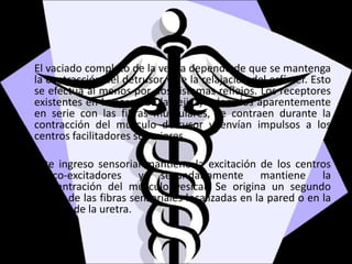 El vaciado completo de la vejiga depende de que se mantenga
la contracción del detrusor y de la relajación del esfínter. Esto
se efectúa al menos por dos sistemas reflejos. Los receptores
existentes en la pared de la vejiga, colocados aparentemente
en serie con las fibras musculares, se contraen durante la
contracción del músculo detrusor y envían impulsos a los
centros facilitadores superiores.
Este ingreso sensorial mantiene la excitación de los centros
vésico-excitadores y secundariamente mantiene la
concentración del músculo vesical. Se origina un segundo
reflejo de las fibras sensoriales localizadas en la pared o en la
mucosa de la uretra.
 