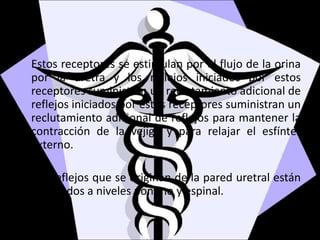 Estos receptores se estimulan por el flujo de la orina
por la uretra y los reflejos iniciados por estos
receptores suministran un reclutamiento adicional de
reflejos iniciados por estos receptores suministran un
reclutamiento adicional de reflejos para mantener la
contracción de la vejiga y para relajar el esfínter
externo.
Los reflejos que se originan de la pared uretral están
integrados a niveles pontino y espinal.
 
