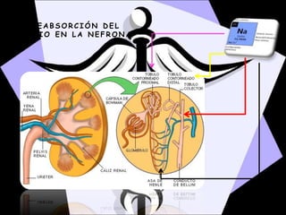 R E A B S O R C I Ó N D E L
S O D I O E N L A N E F R O N A
 