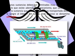 Algunas sustancias deben ser eliminadas muy rápidamente,
por lo que existe además otro mecanismo, que consiste en
que la sustancia que no se ha filtrado, es transportada desde
la sangre al interior del túbulo. Este proceso se denomina
secreción.
 