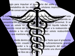 La energía para impulsar el transporte del sodio proviene de la
guerra metabólica de los elementos celulares implicados en este
proceso de conservación del sodio.
El transporte del sodio contra su gradiente de concentración esta
limitado en los túbulos proximales y puede inhibirse diluyendo su
concentración en líquido del túbulo contorneado proximal. Si se
incluye un soluto no reabsorbible dentro del líquido tubular la
reabsorción inicial del sodio no puede obligar a la reabsorción de
agua, debido a los efectos osmóticos del soluto reabsorbible,
manitol, que mantiene agua dentro del túbulo.
El sodio se divide dentro del líquido tubular hasta que el gradiente
de concentración creado llega a ser lo suficientemente grande
como para exceder a la capacidad del transporte del sodio del
túbulo. La orina hipotónica excretada durante una diuresis acuosa
esta virtualmente libre de sodio.
 