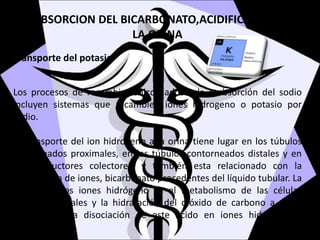 REABSORCION DEL BICARBONATO,ACIDIFICACION DE
LA ORINA
Transporte del potasio
Los procesos de recambio iónico liados a la reabsorción del sodio
incluyen sistemas que recambien iones hidrogeno o potasio por
sodio.
El transporte del ion hidrogeno a la orina tiene lugar en los túbulos
contoneados proximales, en los túbulos contorneados distales y en
los conductores colectores, y también esta relacionado con la
reabsorción de iones, bicarbonato procedentes del líquido tubular. La
fuente de los iones hidrógeno es el metabolismo de las células
tubulares renales y la hidratación del dióxido de carbono a ácido
carbónico y la disociación de este ácido en iones hidrógeno y
bicarbonato.
 