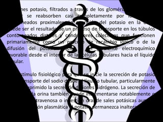 Los iones potasio, filtrados a través de los glomérulos al filtrado
tubular se reabsorben casi completamente por los túbulos
contorneados proximales. La aparición del potasio en la orina
puede ser el resultado de un proceso de transporte en los túbulos
contorneados distales y conductores colectores que funcionen
primariamente como un proceso de recambio iónico o de la
difusión del potasio gracias a un gradiente electroquímico
favorable desde el interior de las células tubulares hacia el líquido
tubular.
Este estímulo fisiológico para que se inicie la secreción de potasio
es el transporte del sodio desde el líquido tubular, particularmente
si se ha suprimido la secreción de iones hidrógeno. La secreción de
potasio en la orina también puede incrementarse notablemente o
la infusión intravenosa o ingestión oral de sales potásicas aunque
la concentración plasmática dl potasio permanezca inalterada.
 