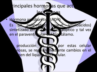 Principales hormonas que actúan en
los riñones
• Hormona antidiurética (ADH)
Es un polipeptido (nueve aminoácidos)
sintetizado en el centro supraóptico y tal vez
en el paraventricular del hipotálamo.
La producción de ADH por estas celular
nerviosas, se regulan mediante cambios en el
volumen del liquido intracelular.
 