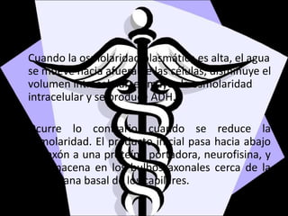 Cuando la osmolaridad plasmática es alta, el agua
se mueve hacia afuera de las células, disminuye el
volumen intracelular, es mayor la osmolaridad
intracelular y se produce ADH.
Ocurre lo contrario cuando se reduce la
osmolaridad. El producto inicial pasa hacia abajo
del axón a una proteína portadora, neurofisina, y
se almacena en los bulbos axonales cerca de la
membrana basal de los capilares.
 