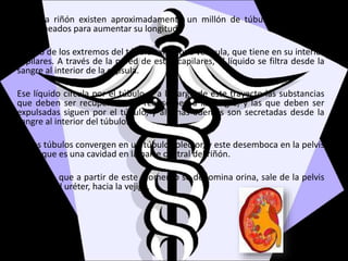 En cada riñón existen aproximadamente un millón de túbulos, plegados y
contorneados para aumentar su longitud.
En uno de los extremos del túbulo existe una vesícula, que tiene en su interior
capilares. A través de la pared de estos capilares, el líquido se filtra desde la
sangre al interior de la cápsula.
Ese líquido circula por el túbulo, y a lo largo de este trayecto las substancias
que deben ser recuperadas se reabsorben a la sangre, y las que deben ser
expulsadas siguen por el túbulo, y algunas además son secretadas desde la
sangre al interior del túbulo.
Varios túbulos convergen en un túbulo colector, y este desemboca en la pelvis
renal, que es una cavidad en la parte central del riñón.
El líquido, que a partir de este momento se denomina orina, sale de la pelvis
renal por el uréter, hacia la vejiga.
 