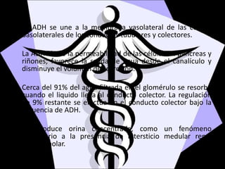 La ADH se une a la membrana vasolateral de las células
basolaterales de los conductos tubulares y colectores.
La ADH alerta la permeabilidad de las células en páncreas y
riñones; favorece la salida de agua desde el canalículo y
disminuye el volumen de secreción.
Cerca del 91% del agua filtrada en el glomérulo se resorbe
cuando el liquido llega al conducto colector. La regulación
de 9% restante se efectúa en el conducto colector bajo la
influencia de ADH.
Se produce orina concentrada, como un fenómeno
secundario a la presencia de intersticio medular renal
hiperosmolar.
 