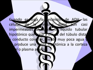 Cuando es baja la secreción de ADH, las
células de la nefrona distal son casi
impermeables al agua. El liquido tubular
hipotónico que pasa a través del túbulo distal
y conducto colector, pierde muy poca agua y
se produce una orina hipotónica a la corteza
renal o plasma arterial.
 