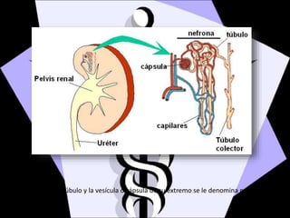 Al conjunto del túbulo y la vesícula o cápsula de su extremo se le denomina nefrona.
 