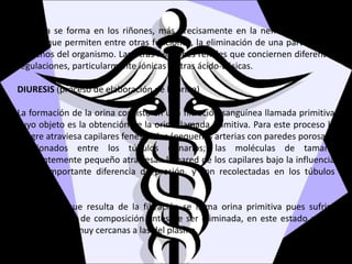 La orina se forma en los riñones, más precisamente en la nefrona, en varias
etapas que permiten entre otras funciones, la eliminación de una parte de los
desechos del organismo. Las otras funciones renales que conciernen diferentes
regulaciones, particularmente iónicas y otras ácido-básicas.
DIURESIS (proceso de elaboración de la orina)
La formación de la orina consiste en una filtración sanguínea llamada primitiva
cuyo objeto es la obtención de la orina llamada primitiva. Para este proceso la
sangre atraviesa capilares fenestrados (pequeñas arterias con paredes porosas),
aprisionados entre los túbulos urinarios; las moléculas de tamaño
suficientemente pequeño atraviesan la pared de los capilares bajo la influencia
de un importante diferencia de presión, y son recolectadas en los túbulos
urinarios.
La solución que resulta de la filtración se llama orina primitiva pues sufrirá
modificaciones de composición antes de ser eliminada, en este estado posee
características muy cercanas a las del plasma.
 