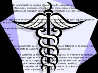 Después de esta filtración se produce el fenómeno de reabsorción que tiene lugar en los
túbulos contorneados, principalmente, en el tubo contorneado proximal. Este fenómeno
permite el retorno a la circulación sanguínea de las moléculas y los iones indispensables al
organismo.
Estos transportes se asocian con frecuencia a una reabsorción de agua; algunos necesitan
la utilización de la energía celular mientras que otros se efectúan pasivamente.
Los principales iones absorbidos son los siguientes:
Cloro
Sodio
Potasio
Las moléculas reabsorbidas por el tuvo contorneado son la totalidad de la glucosa y las
proteínas, y una parte de los aminoácidos y de los ácidos orgánicos.
Por ultimo ciertas sustancias se encuentran en la orina gracias al fenómeno de secreción,
el cual también tiene lugar en el tubo contorneado proximal ese mecanismo contiene
sustancias presentes en la sangre (como los productos de contraste utilizados en la
exploración funcional o también medicamentos, tales como la penicilina) o que necesitan
ser elaborados por el epitelio del túbulo (como el amoniaco) en este caso se observan
también mecanismos activos, pasivos, así como intercambios.
 