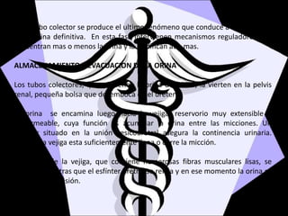 En el tubo colector se produce el ultimo fenómeno que conduce a la obtención
de la orina definitiva. En esta fase intervienen mecanismos reguladores que
concentran mas o menos la orina y la acidifican aun mas.
ALMACENAMIENTO Y EVACUACION DE LA ORINA
Los tubos colectores, que contienen la orina definitiva, la vierten en la pelvis
renal, pequeña bolsa que desemboca en el uréter .
La orina se encamina luego hacia la vejiga, reservorio muy extensible e
impermeable, cuya función es acumular la orina entre las micciones. Un
esfínter situado en la unión vesicouretral asegura la continencia urinaria.
Cuando la vejiga esta suficientemente llena o curre la micción.
El cuerpo de la vejiga, que contiene numerosas fibras musculares lisas, se
contrae, mientras que el esfínter uretral se relaja y en ese momento la orina es
expulsada a presión.
 
