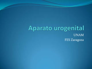 Aparato urogenital UNAM FES Zaragoza 