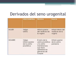 Derivados del seno urogenital
 