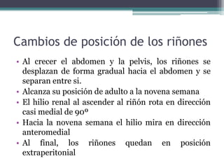Cambios de posición de los riñones
• Al crecer el abdomen y la pelvis, los riñones se
desplazan de forma gradual hacia el abdomen y se
separan entre si.
• Alcanza su posición de adulto a la novena semana
• El hilio renal al ascender al riñón rota en dirección
casi medial de 90º
• Hacia la novena semana el hilio mira en dirección
anteromedial
• Al final, los riñones quedan en posición
extraperitonial
 