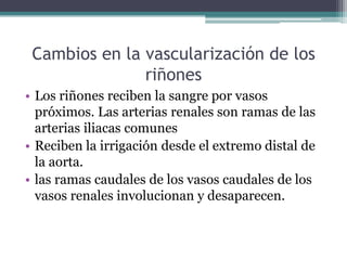 Cambios en la vascularización de los
riñones
• Los riñones reciben la sangre por vasos
próximos. Las arterias renales son ramas de las
arterias iliacas comunes
• Reciben la irrigación desde el extremo distal de
la aorta.
• las ramas caudales de los vasos caudales de los
vasos renales involucionan y desaparecen.
 