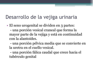 Desarrollo de la vejiga urinaria
• El seno urogenital se dividen en 3 partes:
- una porción vesical craneal que forma la
mayor parte de la vejiga y está en continuidad
con la alantoides.
- una porción pélvica media que se convierte en
la uretra en el cuello vesical.
- una porción fálica caudal que crece hacia el
tubérculo genital
 