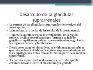 Desarrollo de la glándulas
suprarrenales
• La corteza de las glándulas suprarrenales tiene origen del
mesénquima,
• La membrana se deriva de las células de la cresta neural.
• Durante la quinta semana, la cresta neural de la región
torácica origina neuroblastos que forman a cada lado,
ganglios simpáticosen cadena, que se extienden luego hacia
las regiones cervical y lumbosacra.
• Desde estos ganglios simpáticos, se originan algunas células
que migran hacia el esbozo de corteza suprarrenal originando
las simpatogonias, Estas células formarán parte de la médula
suprarrenal.
• La corteza suprarrenal se desarrolla a partir del epitelio
celómico ubicado entre el mesenterio y la gónada.
 