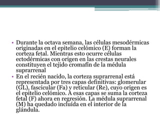 • Durante la octava semana, las células mesodérmicas
originadas en el epitelio celómico (E) forman la
corteza fetal. Mientras esto ocurre células
ectodérmicas con origen en las crestas neurales
constituyen el tejido cromafín de la médula
suprarrenal
• En el recién nacido, la corteza suprarrenal está
representada por tres capas definitivas: glomerular
(GL), fascicular (Fa) y reticular (Re), cuyo origen es
el epitelio celómico. A esas capas se suma la corteza
fetal (F) ahora en regresión. La médula suprarrenal
(M) ha quedado incluída en el interior de la
glándula.
 