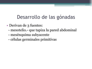Desarrollo de las gónadas
• Derivan de 3 fuentes:
- mesotelio.- que tapiza la pared abdominal
- mesénquima subyacente
- células germinales primitivas
 