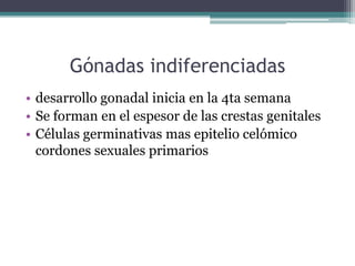 Gónadas indiferenciadas
• desarrollo gonadal inicia en la 4ta semana
• Se forman en el espesor de las crestas genitales
• Células germinativas mas epitelio celómico
cordones sexuales primarios
 