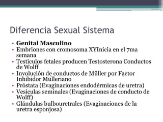 Diferencia Sexual Sistema
• Genital Masculino
• Embriones con cromosoma XYInicia en el 7ma
semana
• Testiculos fetales producen Testosterona Conductos
de Wolff
• Involución de conductos de Müller por Factor
Inhibidor Mülleriano
• Próstata (Evaginaciones endodérmicas de uretra)
• Vesículas seminales (Evaginaciones de conducto de
Wolff)
• Glándulas bulbouretrales (Evaginaciones de la
uretra esponjosa)
 