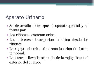 Aparato Urinario
• Se desarrolla antes que el aparato genital y se
forma por:
• Los riñones.- excretan orina.
• Los uréteres.- transportan la orina desde los
riñones.
• La vejiga urinaria.- almacena la orina de forma
temporal.
• La uretra.- lleva la orina desde la vejiga hasta el
exterior del cuerpo.
 