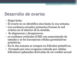 Desarrollo de ovarios
• Etapa lenta.
• El ovario no se identifica sino hasta la 10a semana.
• Los cordones sexuales primarios forman la red
ovárica en el interior de la medula.
• Se degeneran y desaparecen.
• os cordones corticales (CSS) van aumentando de
tamaño y se les incorporan células germinativas
primitivas.
• En la 16a semana se rompen en folículos primitivos.
• Formado por una ovogonia rodeada por células
foliculares aplanadas derivadas de un cordón sexual.
 