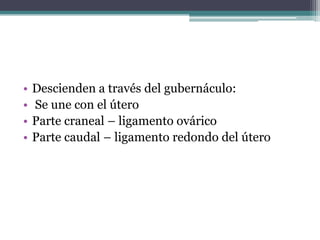 • Descienden a través del gubernáculo:
• Se une con el útero
• Parte craneal – ligamento ovárico
• Parte caudal – ligamento redondo del útero
 