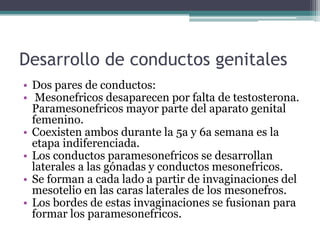 Desarrollo de conductos genitales
• Dos pares de conductos:
• Mesonefricos desaparecen por falta de testosterona.
Paramesonefricos mayor parte del aparato genital
femenino.
• Coexisten ambos durante la 5a y 6a semana es la
etapa indiferenciada.
• Los conductos paramesonefricos se desarrollan
laterales a las gónadas y conductos mesonefricos.
• Se forman a cada lado a partir de invaginaciones del
mesotelio en las caras laterales de los mesonefros.
• Los bordes de estas invaginaciones se fusionan para
formar los paramesonefricos.
 