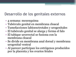 Desarrollo de los genitales externos
• 4 semana: mesenquima
• Tubérculo genital en membrana cloacal
• Tumefacciones labioesctrotales y urogenitales
• El tubérculo genital se alarga y forma el falo
• El tabique urorrectal se fusiona con la
membrana cloacal
• Se divide en membrana anal dorsal y membrana
urogenital ventral
• Al parecer participan los estrógenos producidos
por la placenta y los ovarios fetales
 