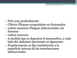 • Falo cesa gradualmente
• Clítoris Pliegues urogenitales no fusionados
• Labios menores Pliegues labioscrotales sin
fusionar
• Labios mayores
• A medida que se degenera el mesonefros, a cada
lado del abdomen desciende un ligamento
• El gubernaculo se fija caudalmente a la
superficie interna de las tumefacciones
labioscrotales
 