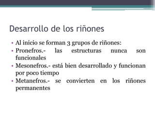 Desarrollo de los riñones
• Al inicio se forman 3 grupos de riñones:
• Pronefros.- las estructuras nunca son
funcionales
• Mesonefros.- está bien desarrollado y funcionan
por poco tiempo
• Metanefros.- se convierten en los riñones
permanentes
 