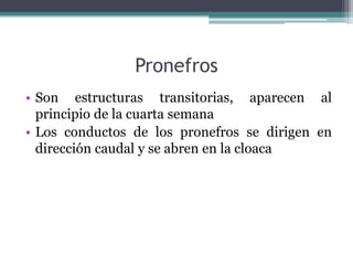 Pronefros
• Son estructuras transitorias, aparecen al
principio de la cuarta semana
• Los conductos de los pronefros se dirigen en
dirección caudal y se abren en la cloaca
 