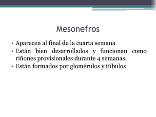 Mesonefros
• Aparecen al final de la cuarta semana
• Están bien desarrollados y funcionan como
riñones provisionales durante 4 semanas.
• Están formados por glomérulos y túbulos
 