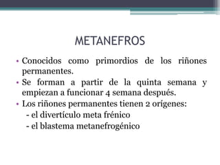 METANEFROS
• Conocidos como primordios de los riñones
permanentes.
• Se forman a partir de la quinta semana y
empiezan a funcionar 4 semana después.
• Los riñones permanentes tienen 2 orígenes:
- el divertículo meta frénico
- el blastema metanefrogénico
 